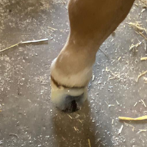 Foal-Click Toe Extension - Van lede 3